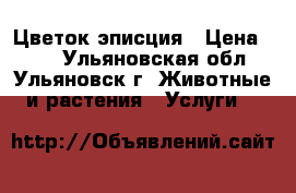 Цветок эписция › Цена ­ 70 - Ульяновская обл., Ульяновск г. Животные и растения » Услуги   